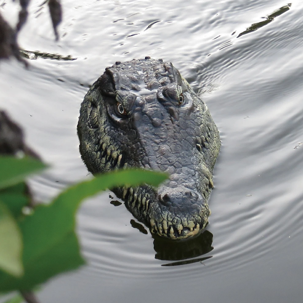 RC Gator Head